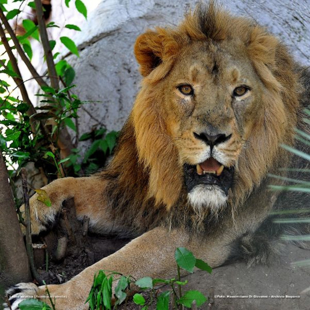 Bioparco: The Zoo of Rome (Bioparco: The Zoo of Rome - Admission) - 3