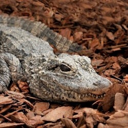 Bioparco - Zoo of Rome: Open Ticket - 1