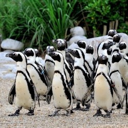 Bioparco - Zoo of Rome: Open Ticket - 2