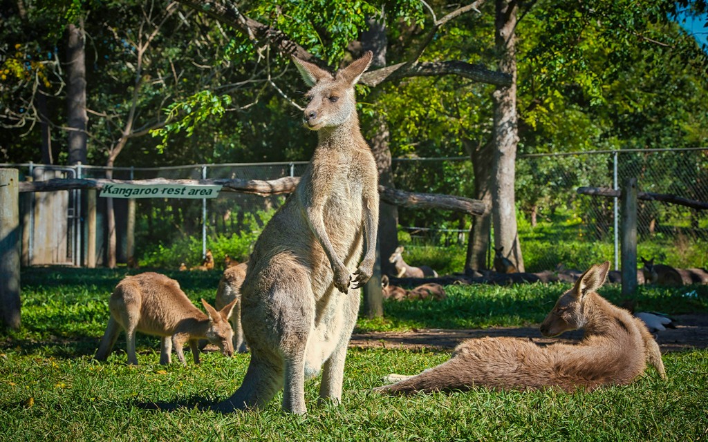Blue Mountains Scenic World Bilety (Scenic World Pass + Guided Tour & Sydney Zoo) - 2