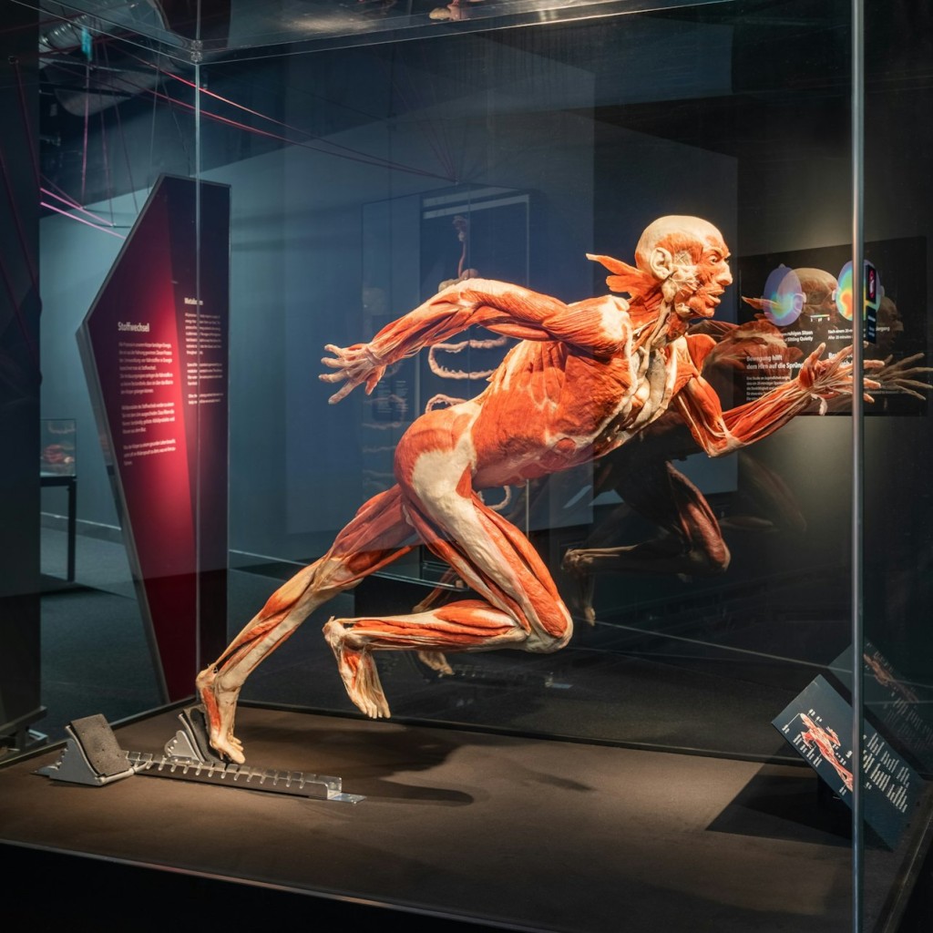 BODY WORLDS Berlin - Le premier musée BODY WORLDS - 2