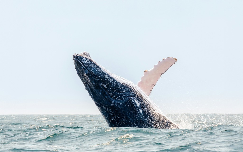 Boston Walbeobachtungstour durch das New England Aquarium (New England Aquarium Whale Watching) - 3