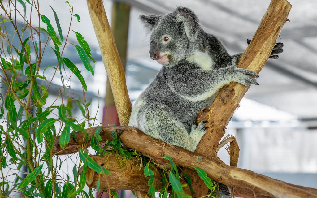 Breakfast with the Koalas at Hartley's Crocodile Adventures (Breakfast with the Koalas (Self-Drive)) - 2