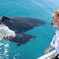 Brisbane: Tour di avvistamento delle balene + Trasferimenti + Pranzo - 2
