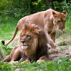 Bronx Zoo: Entry Ticket - 1