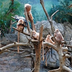 Bronx Zoo: Entry Ticket - 2