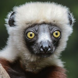 Bronx Zoo: Entry Ticket - 3