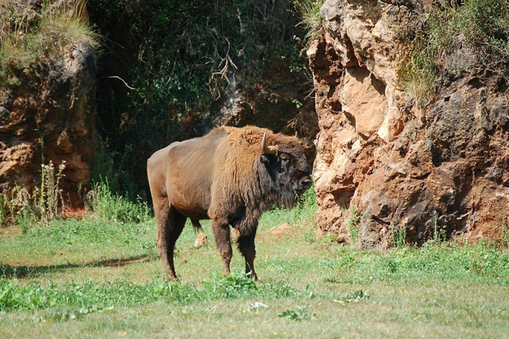Cabárceno Nature Park Ticket + Cable Car (Admission + Cable Car) - 3
