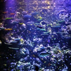 Aquarium de Cairns : Billet d'entrée - 1