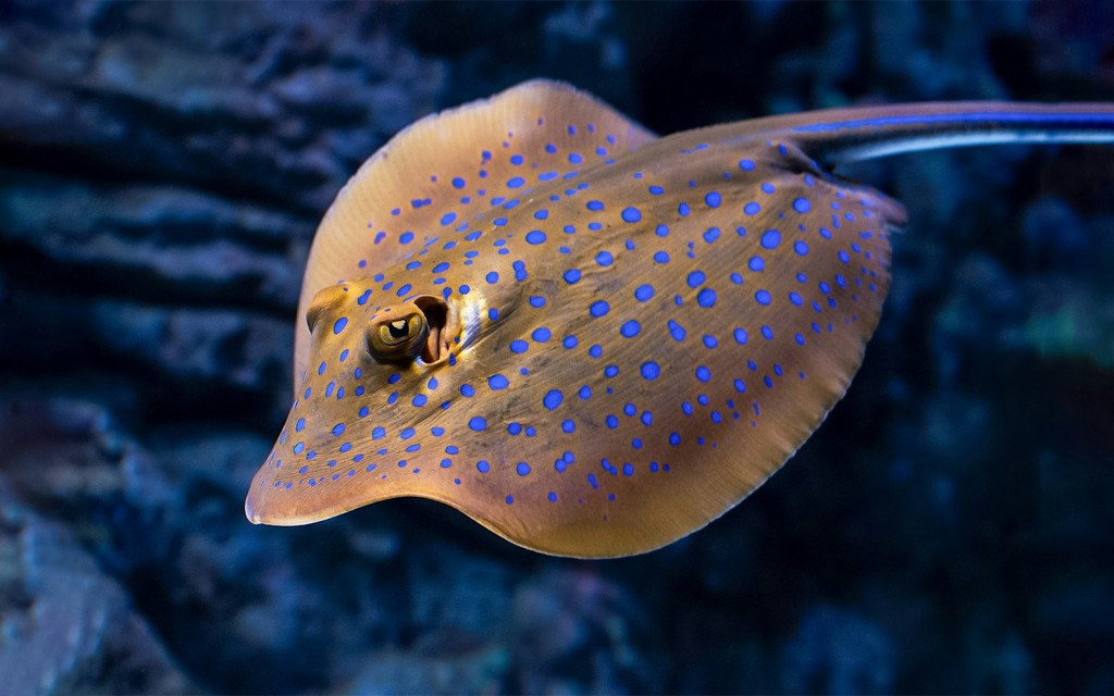 Cairns Aquarium Nachttour mit optionalem Abendessen (Guided Nocturnal Tour) - 3