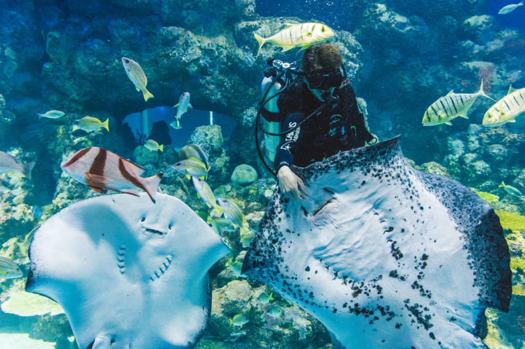 Cairns Aquarium Ticket (Family Admission (2 Adults + 2 Children)) - 1