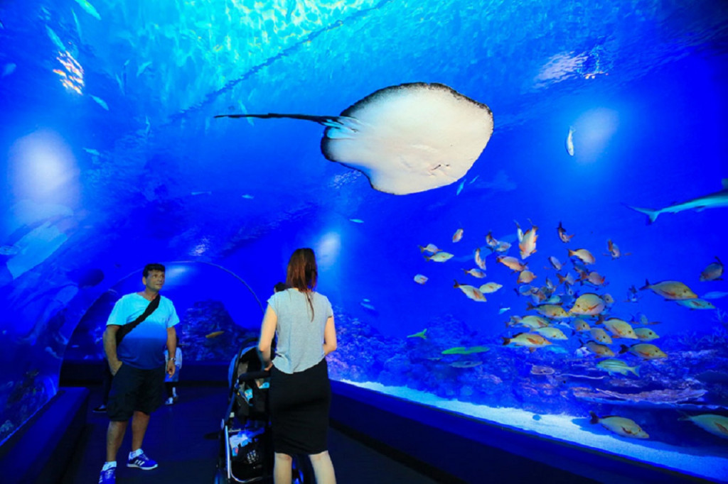 Cairns Aquarium Ticket (Students Concession Admission) - 3
