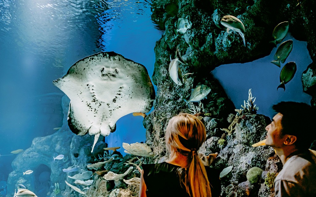 Cairns Aquarium Tickets (Entry Tickets) - 2