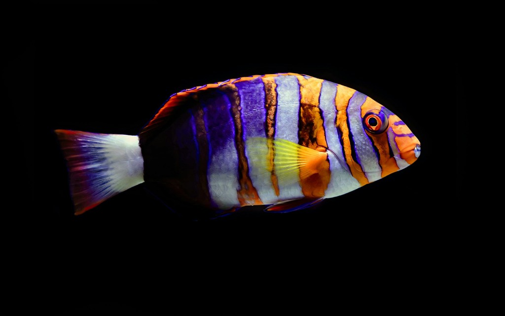 Cairns Aquarium Tickets (Guided Nocturnal Tour + Dinner) - 1