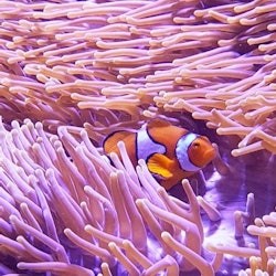 Acquario di Cairns e Tomba dei Faraoni: Biglietto d'ingresso - 2
