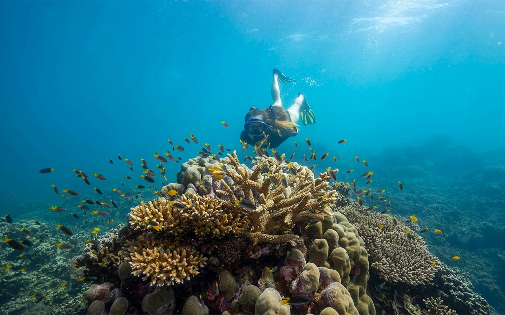 Cairns zu den Frankland-Inseln: Riffbootsfahrt mit Schnorcheln + Mittagessen (Frankland Islands Reef Cruises All Inclusive Day Tour) - 1