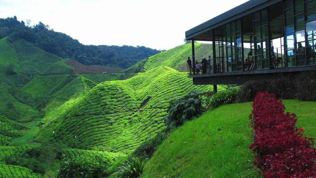 Cameron Highlands Tour from Kuala Lumpur (Cameron Highlands Tour from Kuala Lumpur - Peak) - 1