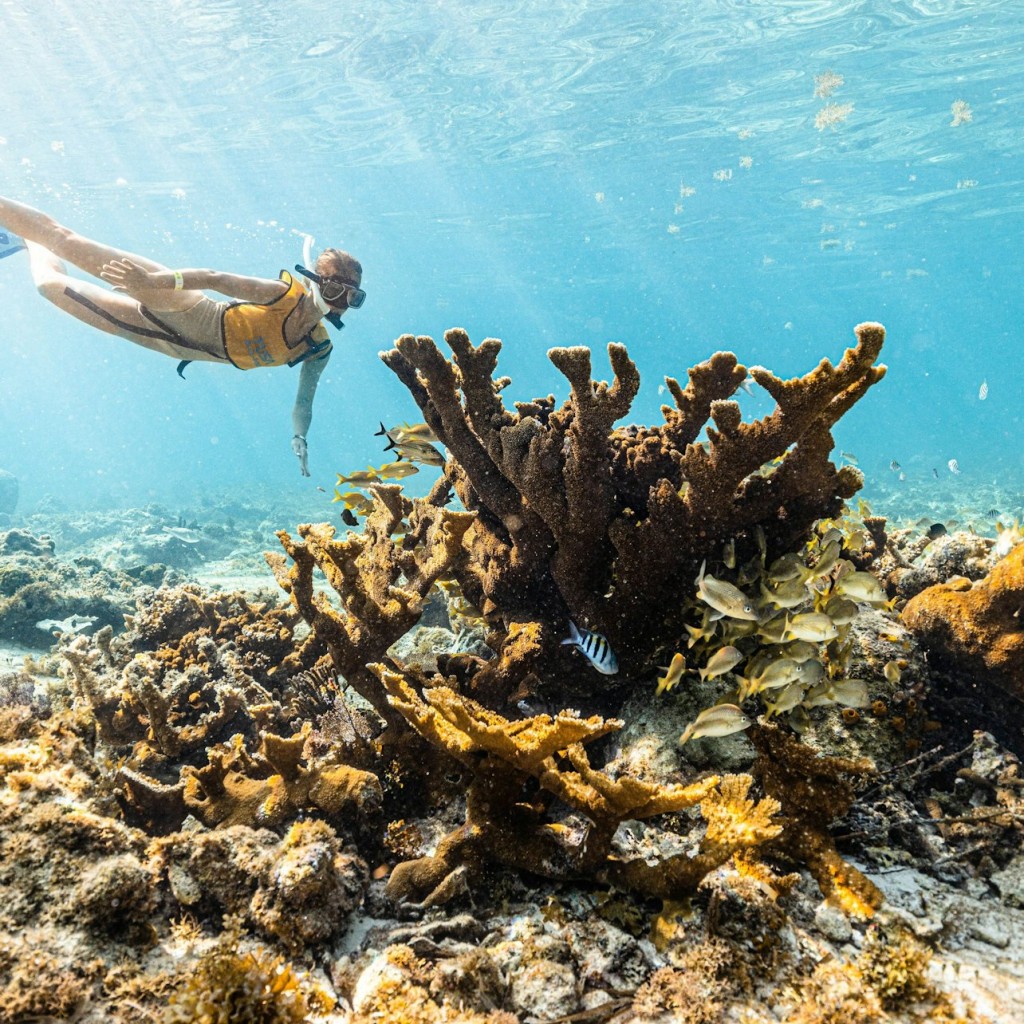 Cancún: Ruta de snorkel 5 en 1 - 1