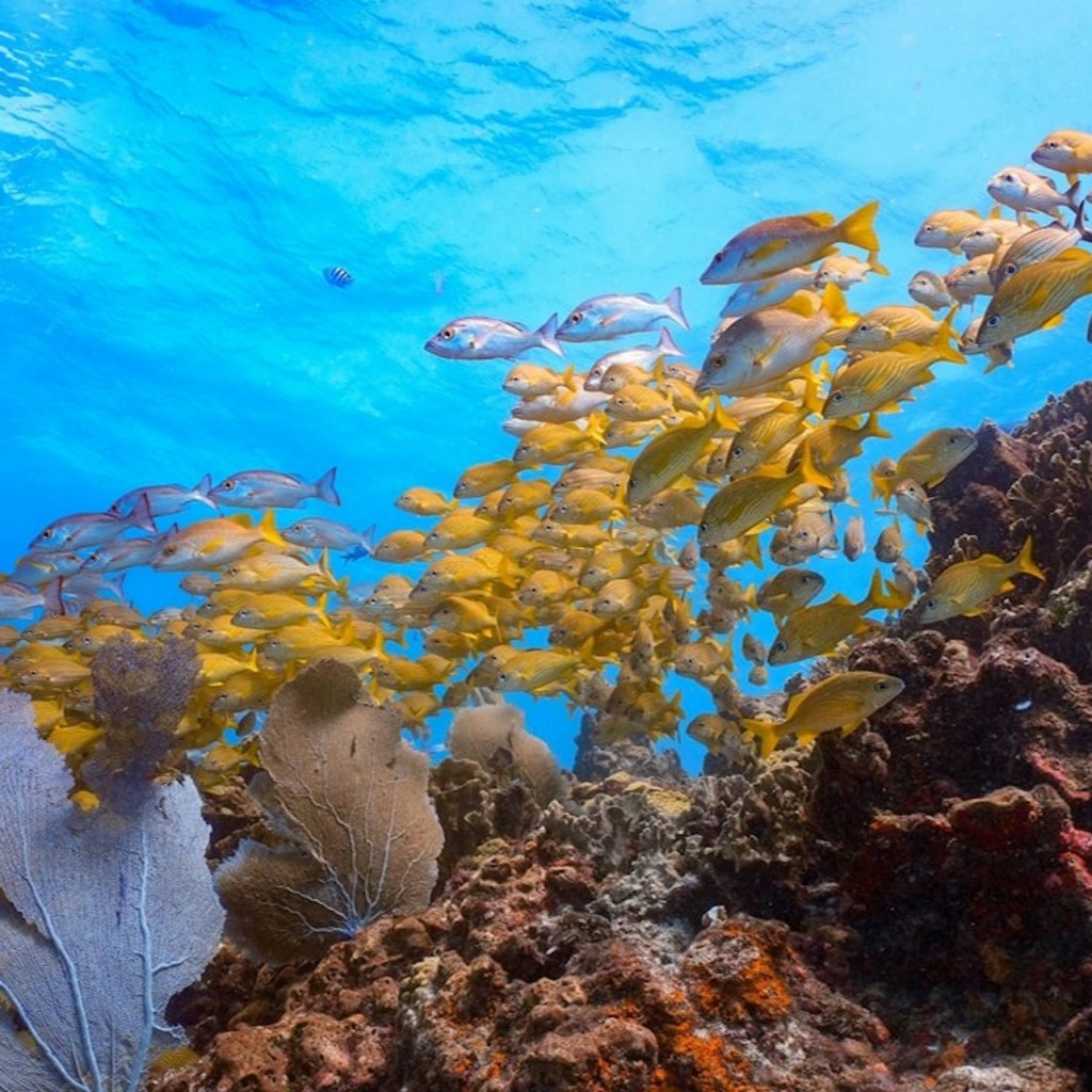 Cancún Underwater Art Museum and Manchones Coral Reef: Snorkeling Tour - 2