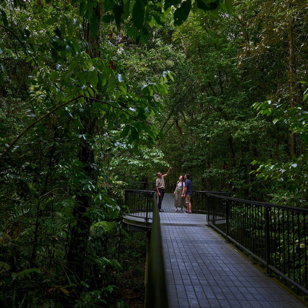 Cape Tribulation, Daintree & Mossman : visite depuis Cairns et Port Douglas - 2