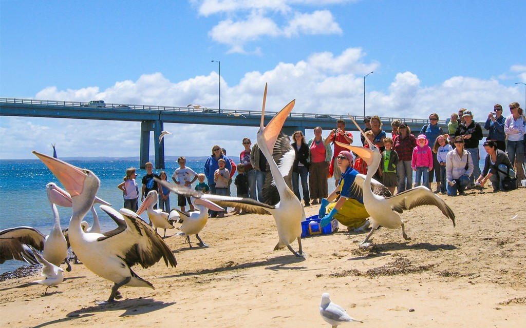 Cape Woolamai Morning Cruise at Phillip Island (General) - 3