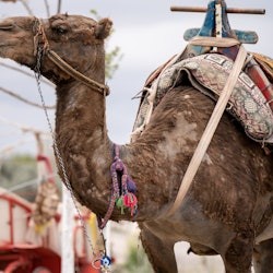 Capadocia: Excursión guiada de un día por el sur - 3