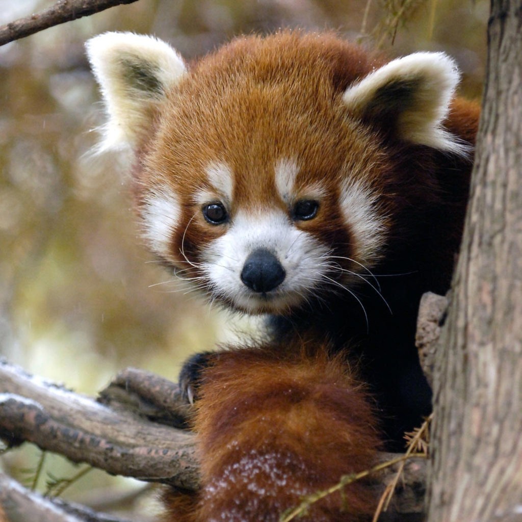 Central Park Zoo (Central Park Zoo - Admission) - 1