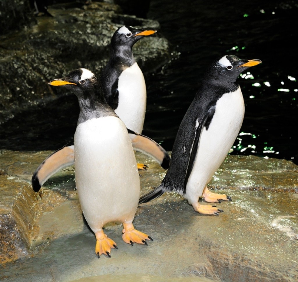 Central Park Zoo (Central Park Zoo - Admission) - 2