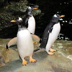 Central Park Zoo: Entry Ticket - 2