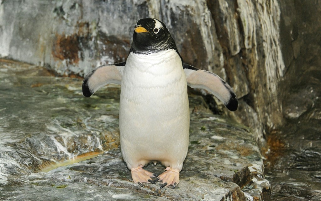 Central Park Zoo Tickets (General Admission) - 1