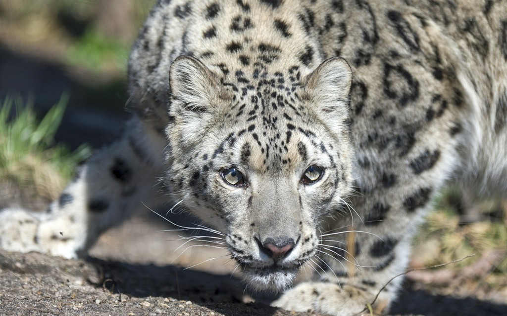 Central Park Zoo Tickets (General Admission) - 2