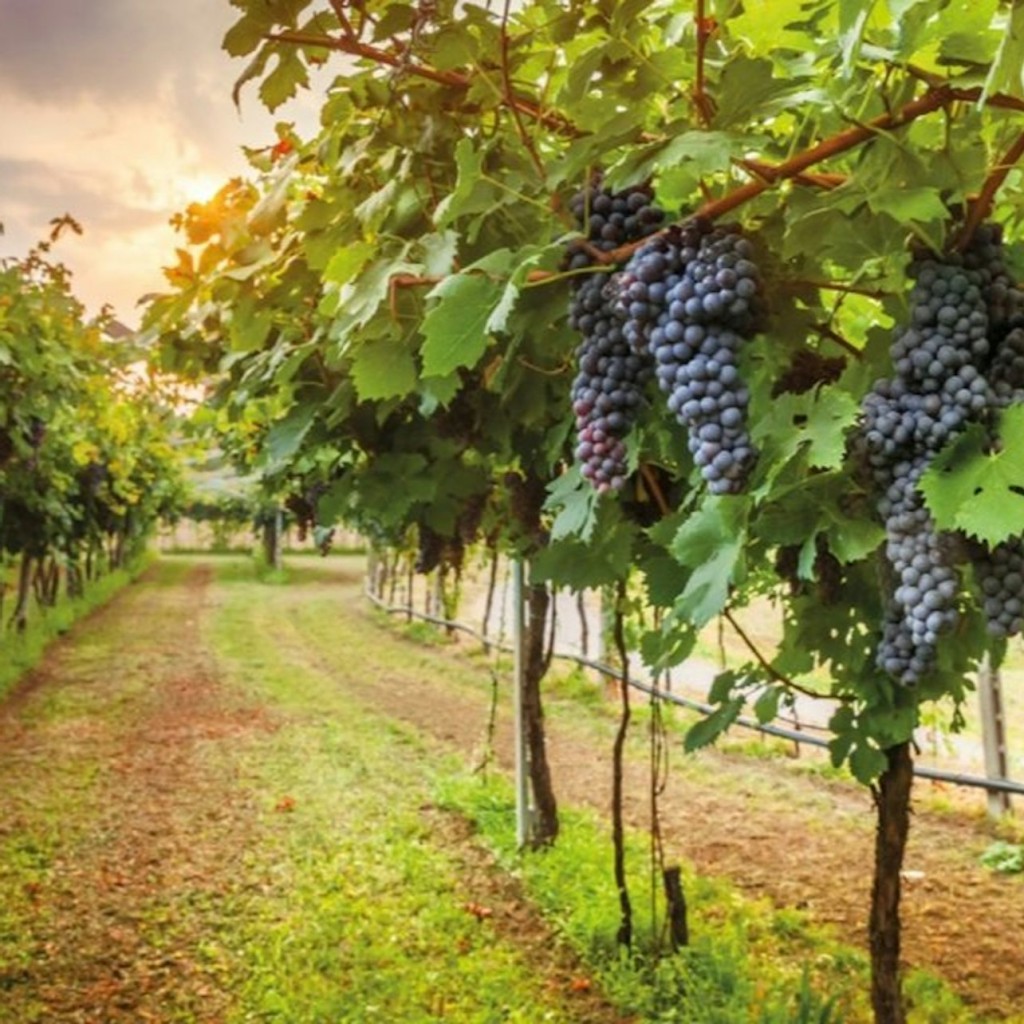 Chianti: Excursión de un día desde Florencia + Visita y Cata de Vinos - 3