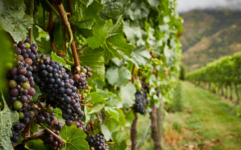 Klassische Weintour ab Queenstown (Classic Wine Tour from Queenstown) - 1