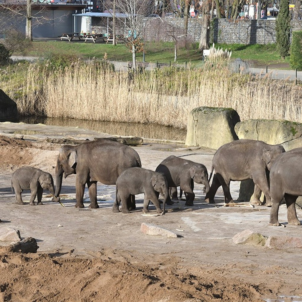 Zoo e acquario di Colonia: Biglietto d'ingresso - 1