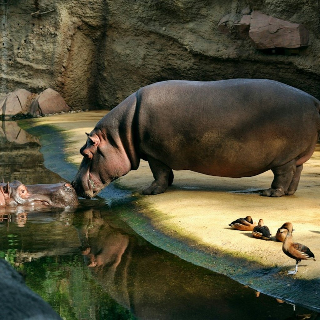 Zoo e acquario di Colonia: Biglietto d'ingresso - 2