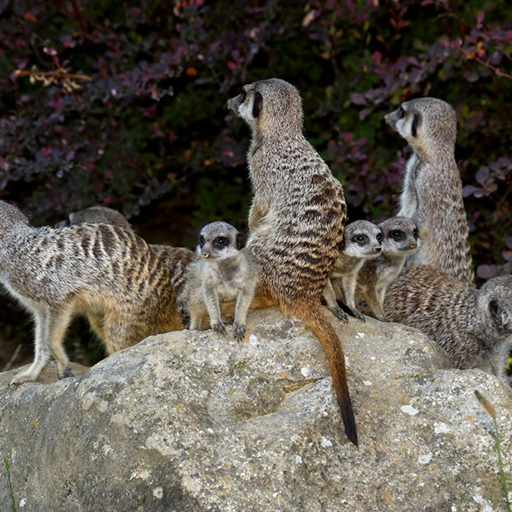 Zoo e acquario di Colonia: Biglietto d'ingresso - 3