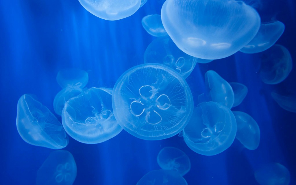 Kombi: Genua Aquarium + FantaCinema Museum Tickets (Combo: Genoa Aquarium + Fantacinema Museum Tickets) - 3