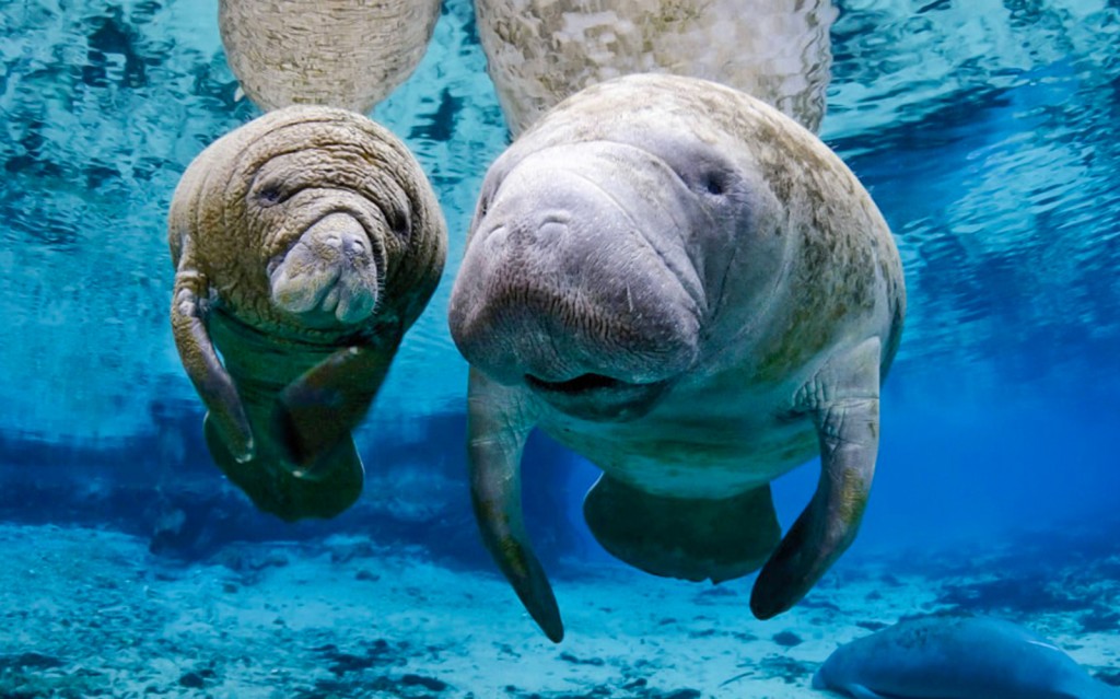 Kombitickets: Aquarium Genua + Leuchtturm von Genua (Combo: Genoa Aquarium + Lighthouse Tickets) - 2