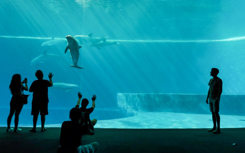 Kombitickets: Aquarium Genua + Leuchtturm von Genua (Combo: Genoa Aquarium + Lighthouse Tickets) - 3