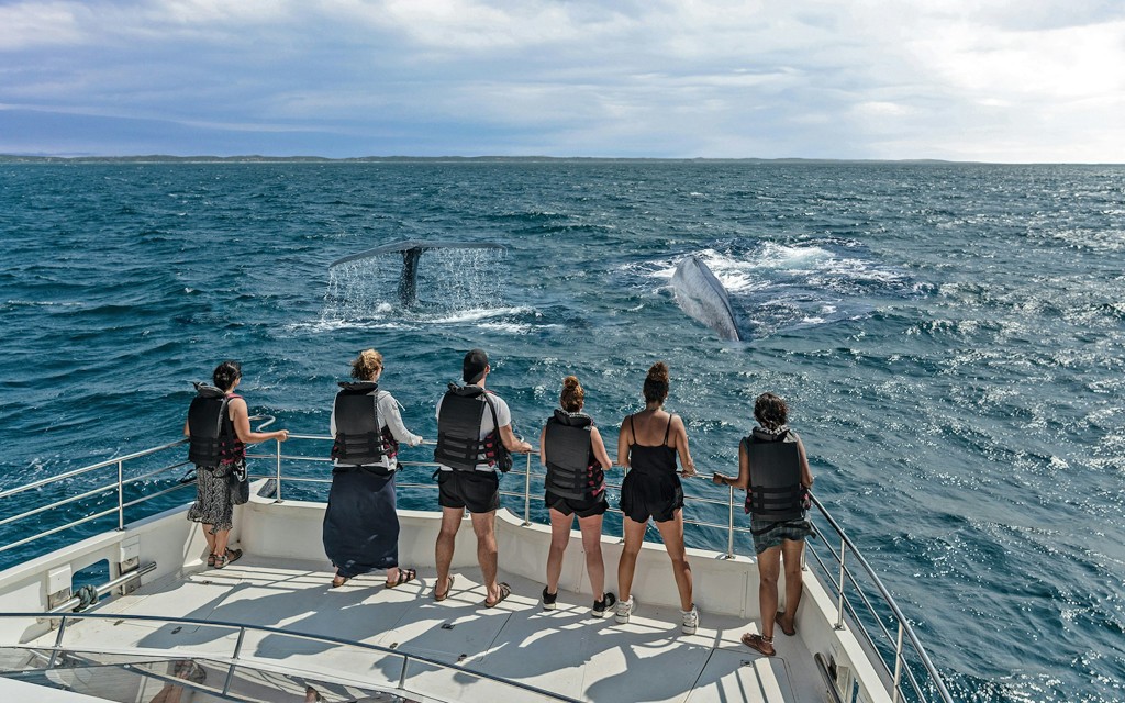 Kombiticket: Tickets für das Aquarium von Genua + Walbeobachtungsfahrt im Pelagos-Schutzgebiet (Crocieracquario) - 3