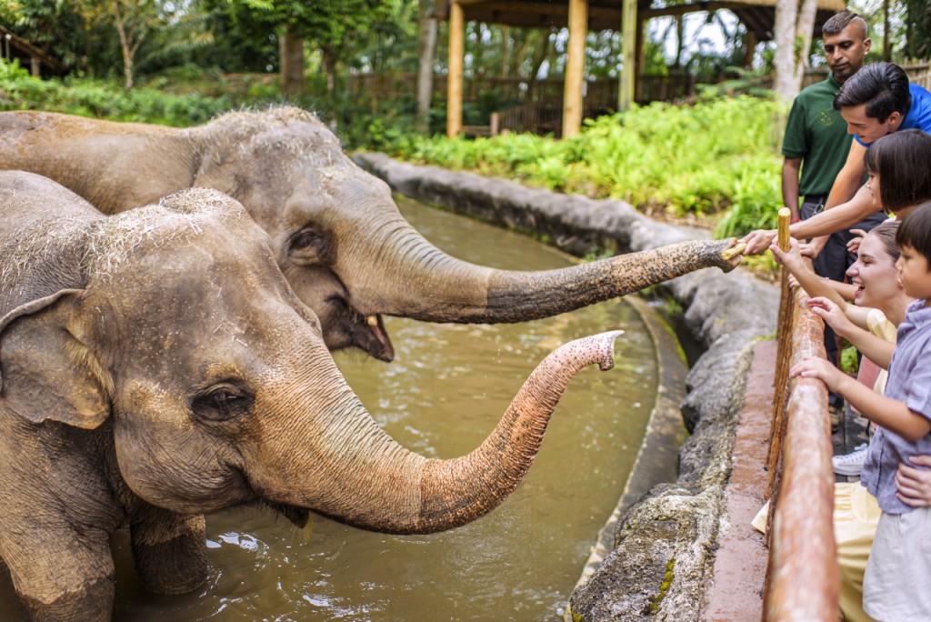 COMBO: Singapore Zoo + River Wonders Ticket (COMBO: Singapore Zoo + River Wonders Open Dated Admission (International Travellers)) - 1