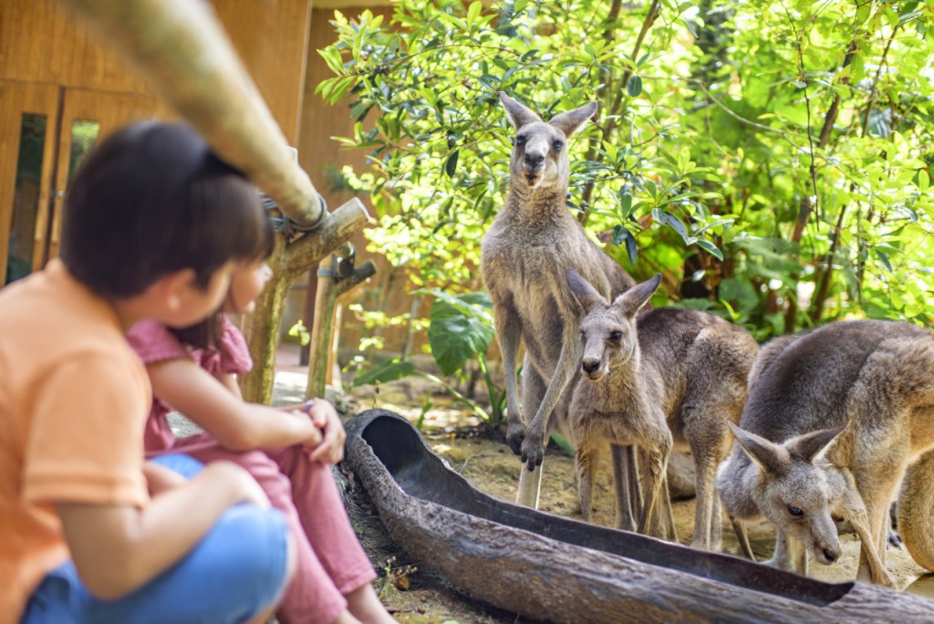 COMBO: Singapore Zoo + River Wonders Ticket (COMBO: Singapore Zoo + River Wonders Open Dated Admission (International Travellers)) - 2