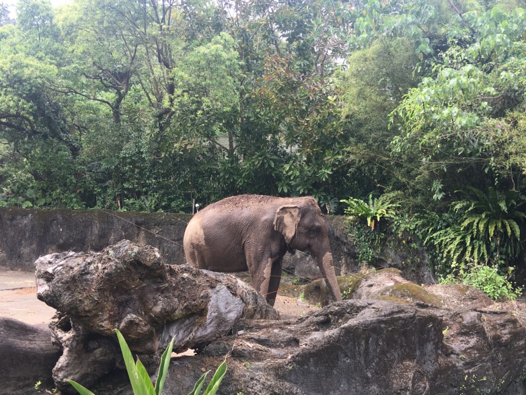COMBO: Taipei Zoo + Maokong Gondola (COMBO: Taipei Zoo with Shuttle Train + Maokong Gondola Day Pass) - 2