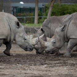 ZOO de Copenhaguen: Tiquet sense cues - 1