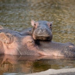 ZOO de Copenhaguen: Tiquet sense cues - 2