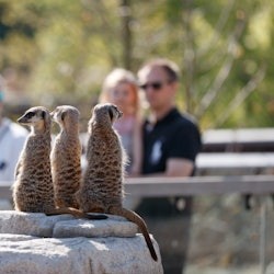 ZOO de Copenhaguen: Tiquet sense cues - 3