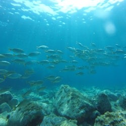 Costa Brava: Tour di un giorno con kayak, snorkeling e salto dalla scogliera da Barcellona - 2