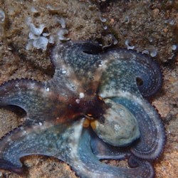 Costa Brava: Tour di un giorno con kayak, snorkeling e salto dalla scogliera da Barcellona - 3