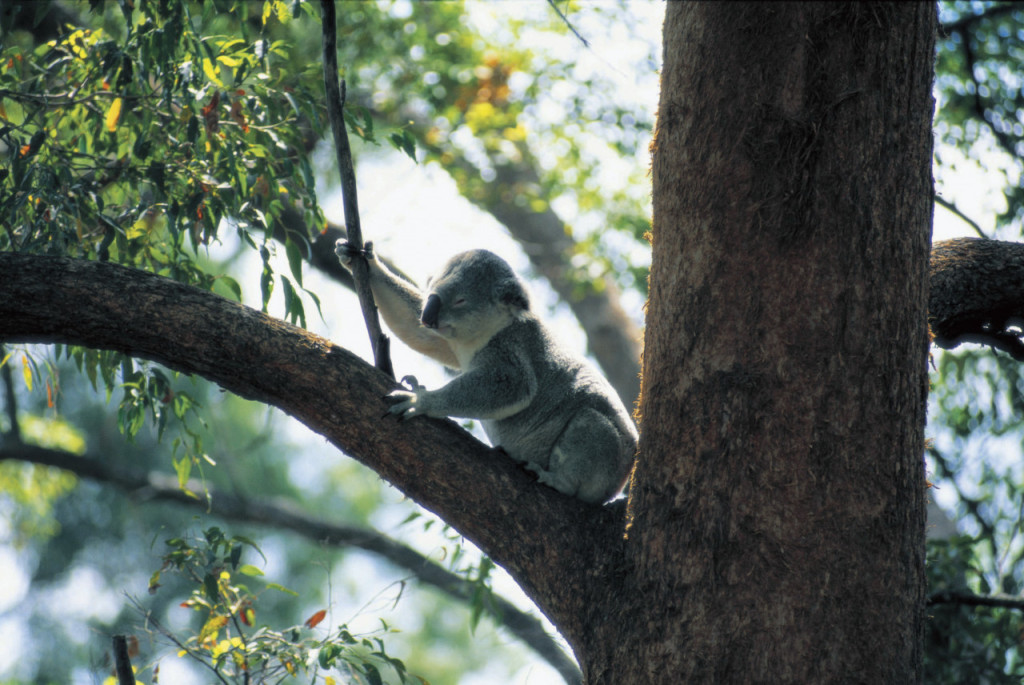 Currumbin Wildlife Sanctuary Ticket (Currumbin Wildlife Sanctuary - Admission) - 3