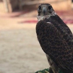 Doha: excursió de mig dia per un safari al desert + trasllat d'anada i tornada - 2